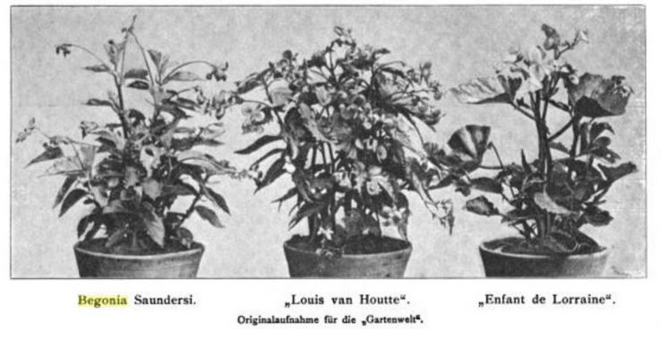 B. ‘Mons. Louis van Houtte’